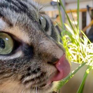 Meet your Posher, Apricot